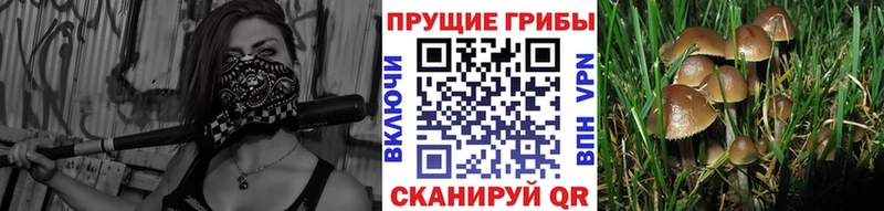 Галлюциногенные грибы Psilocybine cubensis  где купить наркоту  Шумерля 